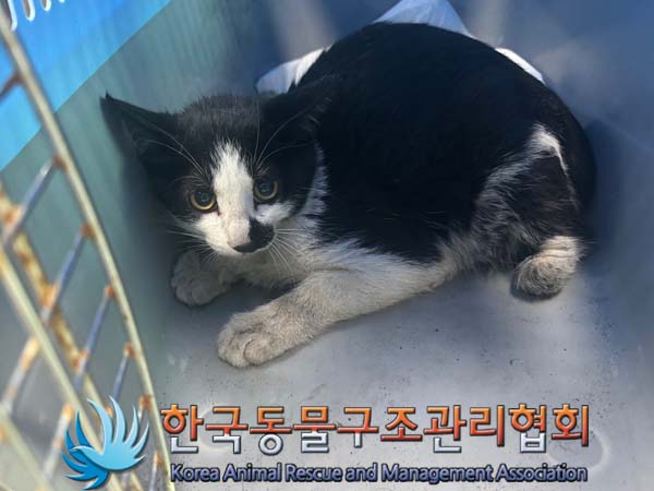 보호중 한국 고양이…