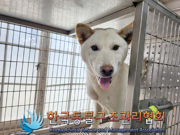 종료(안락사) 믹스…