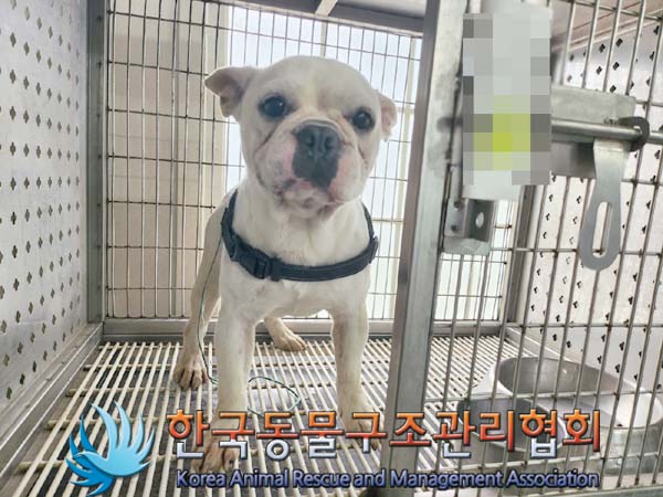 한국동물구조관리협회_441409202401047