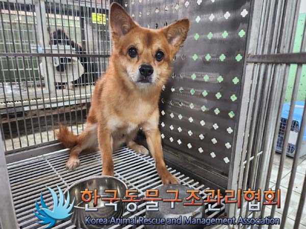한국동물구조관리협회_441560202400727
