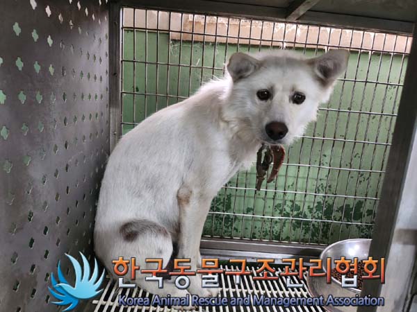 한국동물구조관리협회_441406202401238