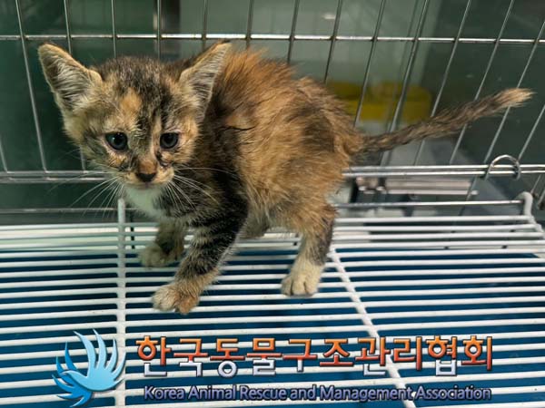한국동물구조관리협회_441560202400728