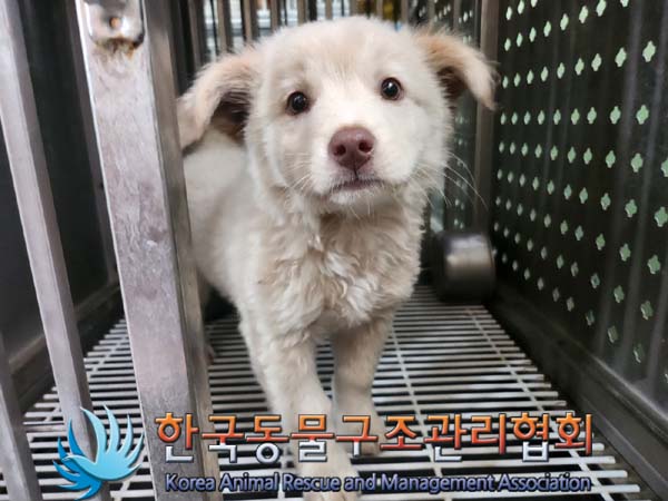 한국동물구조관리협회_441559202400814