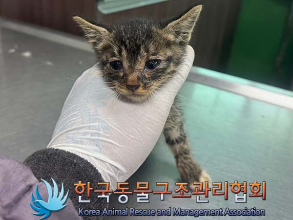 한국동물구조관리협회_441560202400730