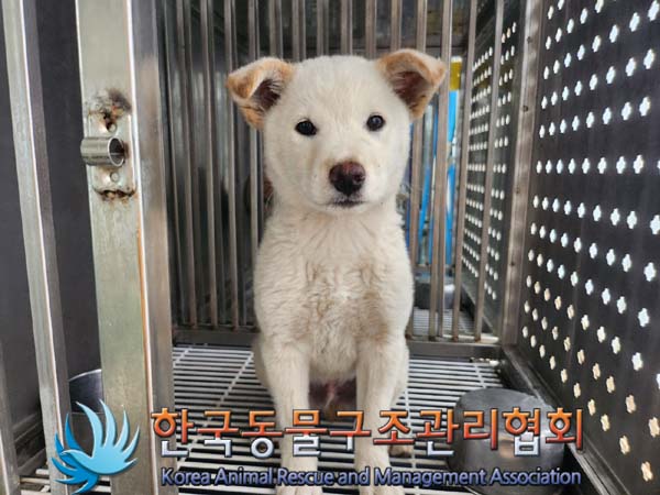 종료(반환) 믹스견…