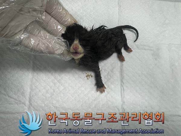 한국동물구조관리협회_441406202401237