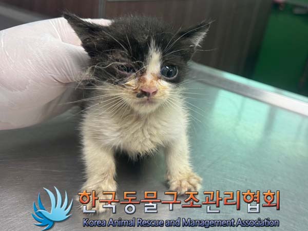 한국동물구조관리협회_441560202400729