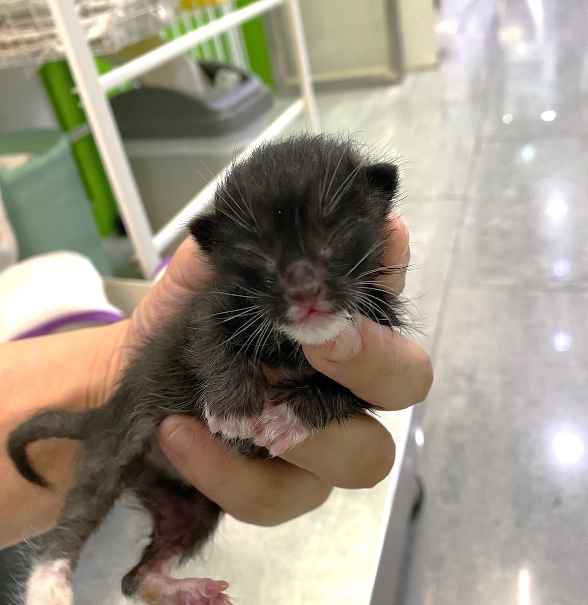 펫앤쉘터동물병원_441378202400840