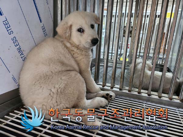보호중 믹스견의 가…