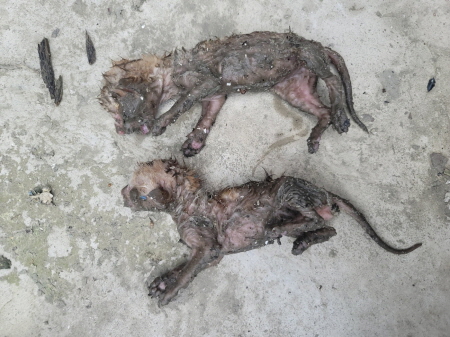 종료(자연사) 한국…