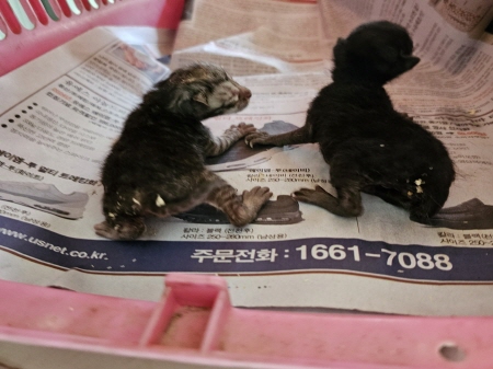원주시동물보호센터_442419202400486