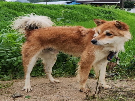 원주시동물보호센터_442419202400494