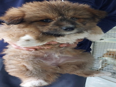 원주시동물보호센터_442419202400496