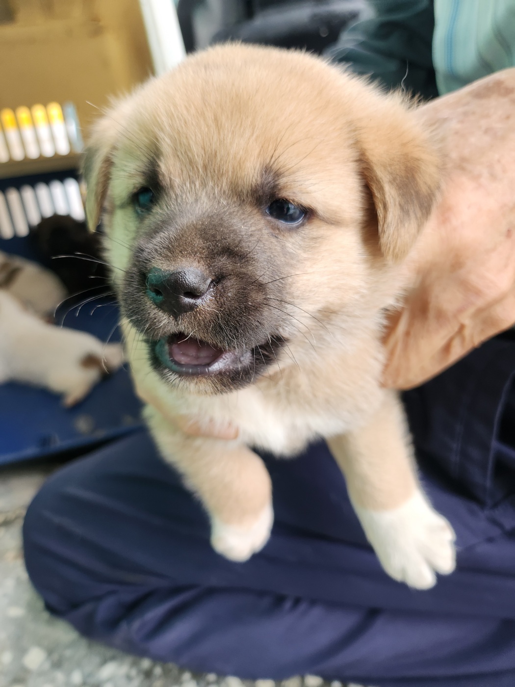 예산동물보호센터_444461202400497
