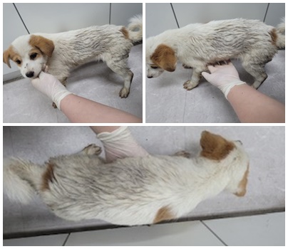 논산시 동물보호센터_444454202400574