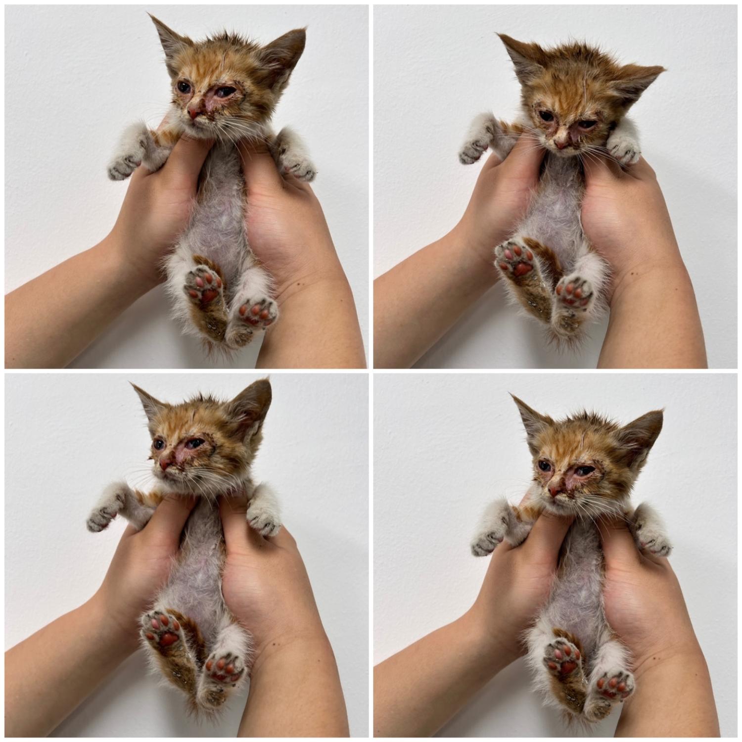 천안시 동물보호센터_444449202401444