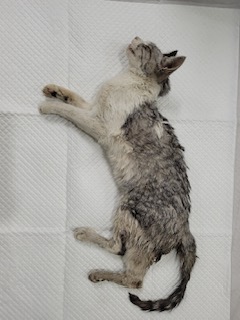논산시 동물보호센터_444454202400581