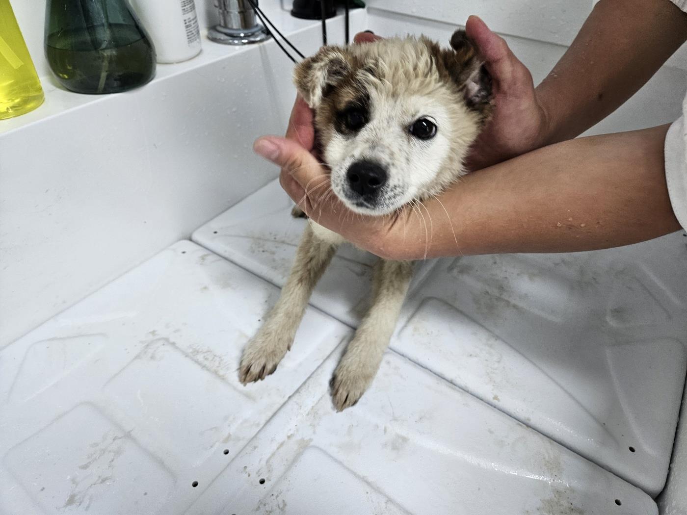 남부여동물보호소_444457202400532