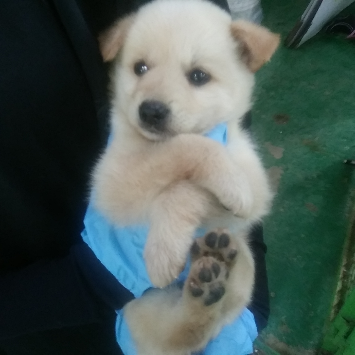 인천수의사회유기동물_428358202400264