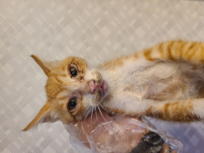 종료(자연사) 믹스…