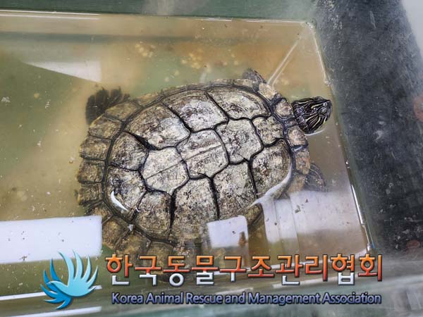 종료(반환) 거북이…