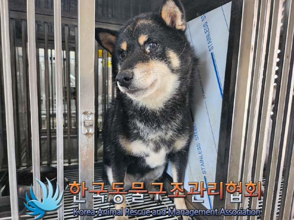보호중 시바의 가족…