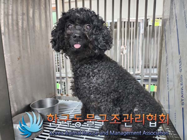 보호중 푸들의 가족…