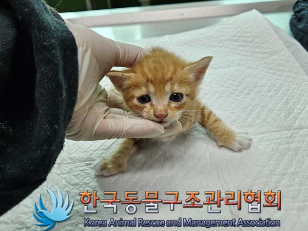 한국동물구조관리협회_441409202401065