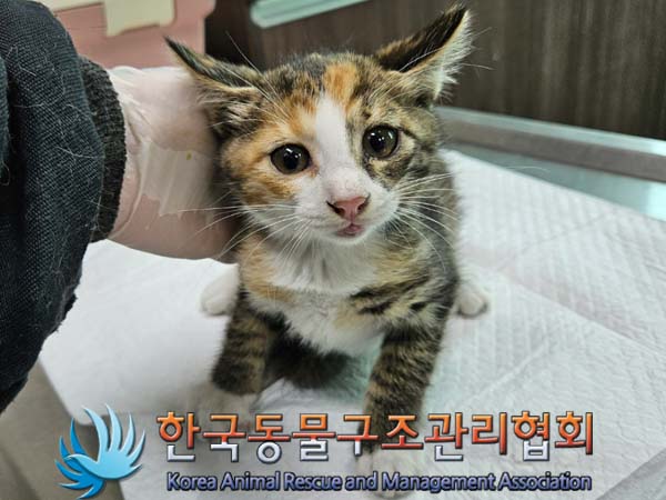 보호중 한국 고양이…