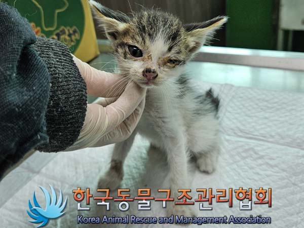 종료(자연사) 한국…