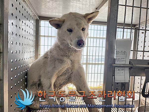 종료(반환) 믹스견…