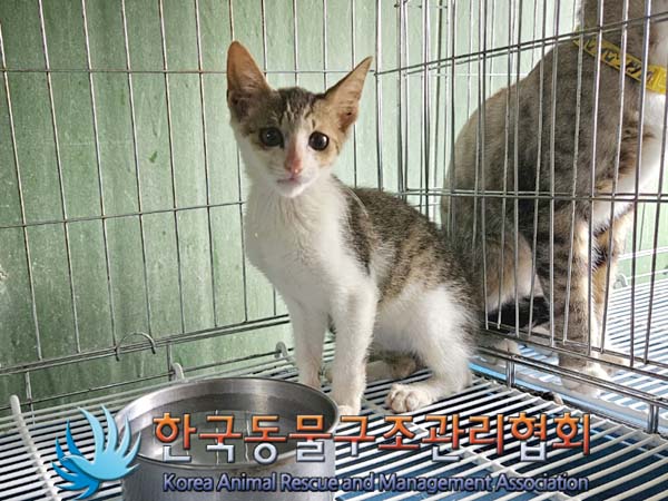 보호중 한국 고양이…