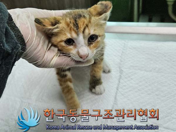 한국동물구조관리협회_411323202400778