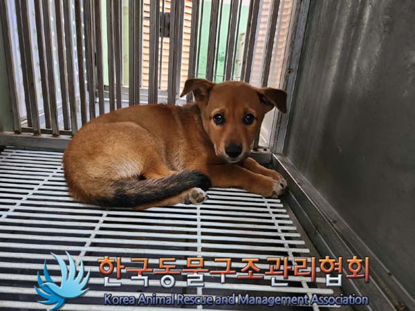 한국동물구조관리협회_441404202400375