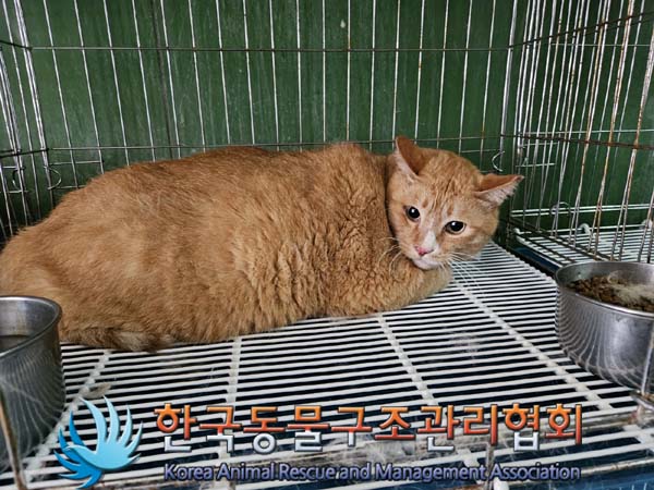 한국동물구조관리협회_411316202400380