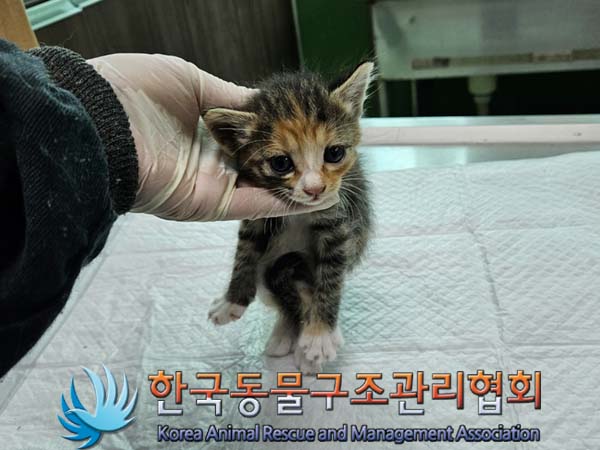 한국동물구조관리협회_441409202401067