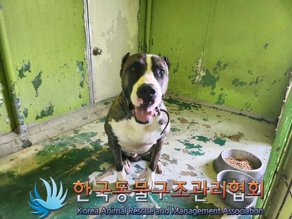 한국동물구조관리협회_441559202400828