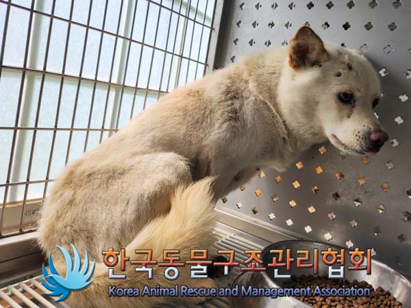 보호중 믹스견의 가…