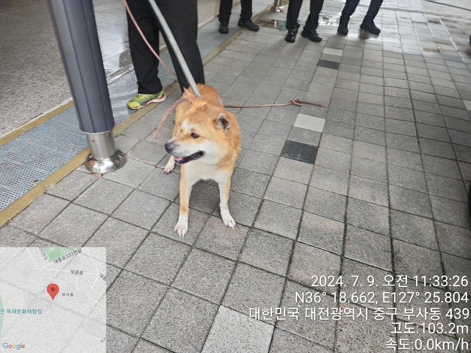 대전동물보호센터_430365202400314