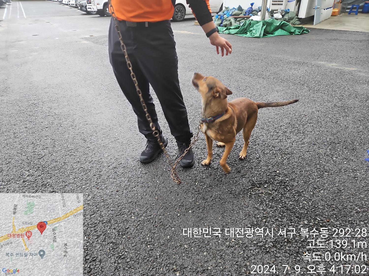 종료(안락사) 진도…