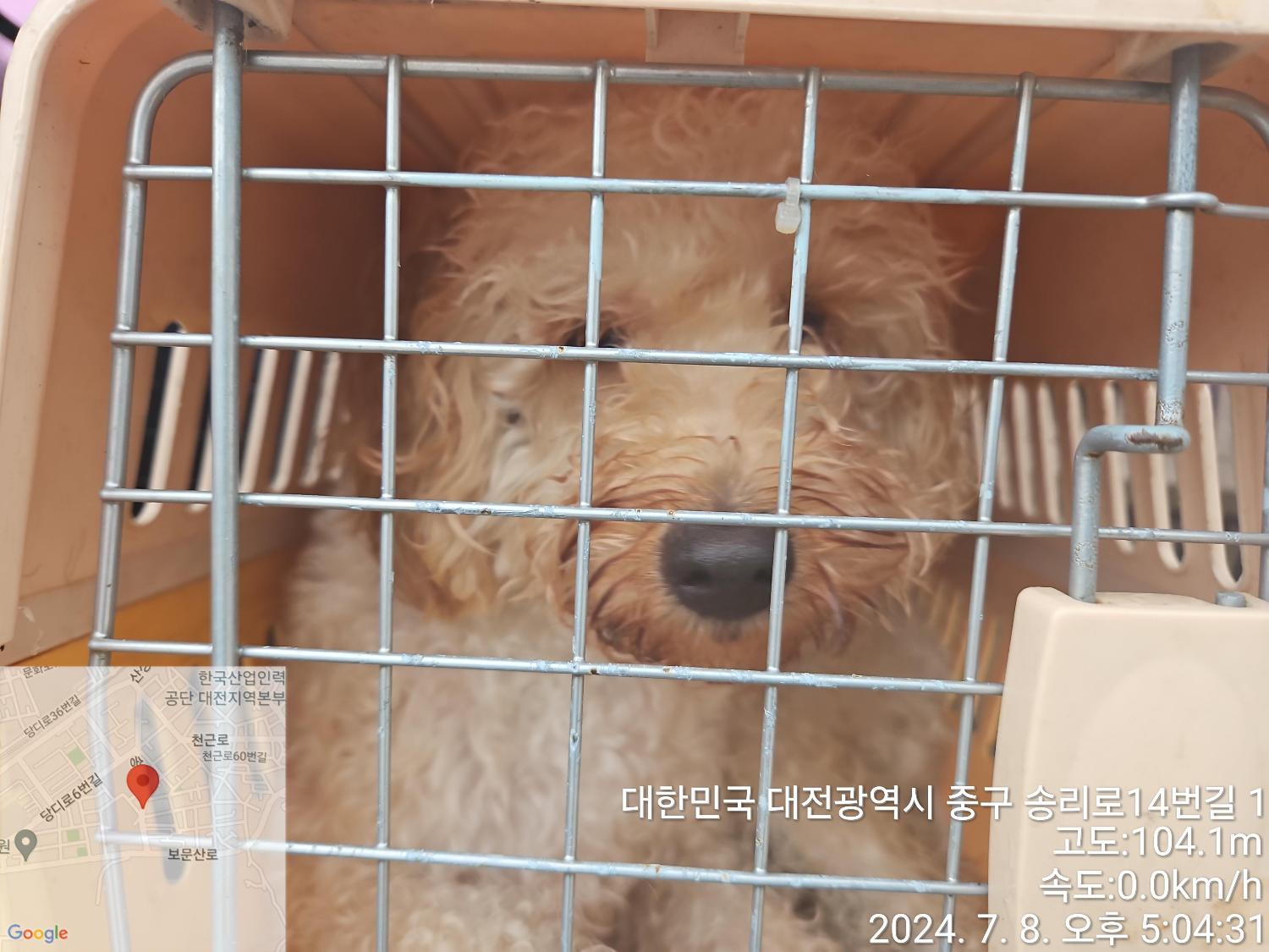 대전동물보호센터_430365202400313