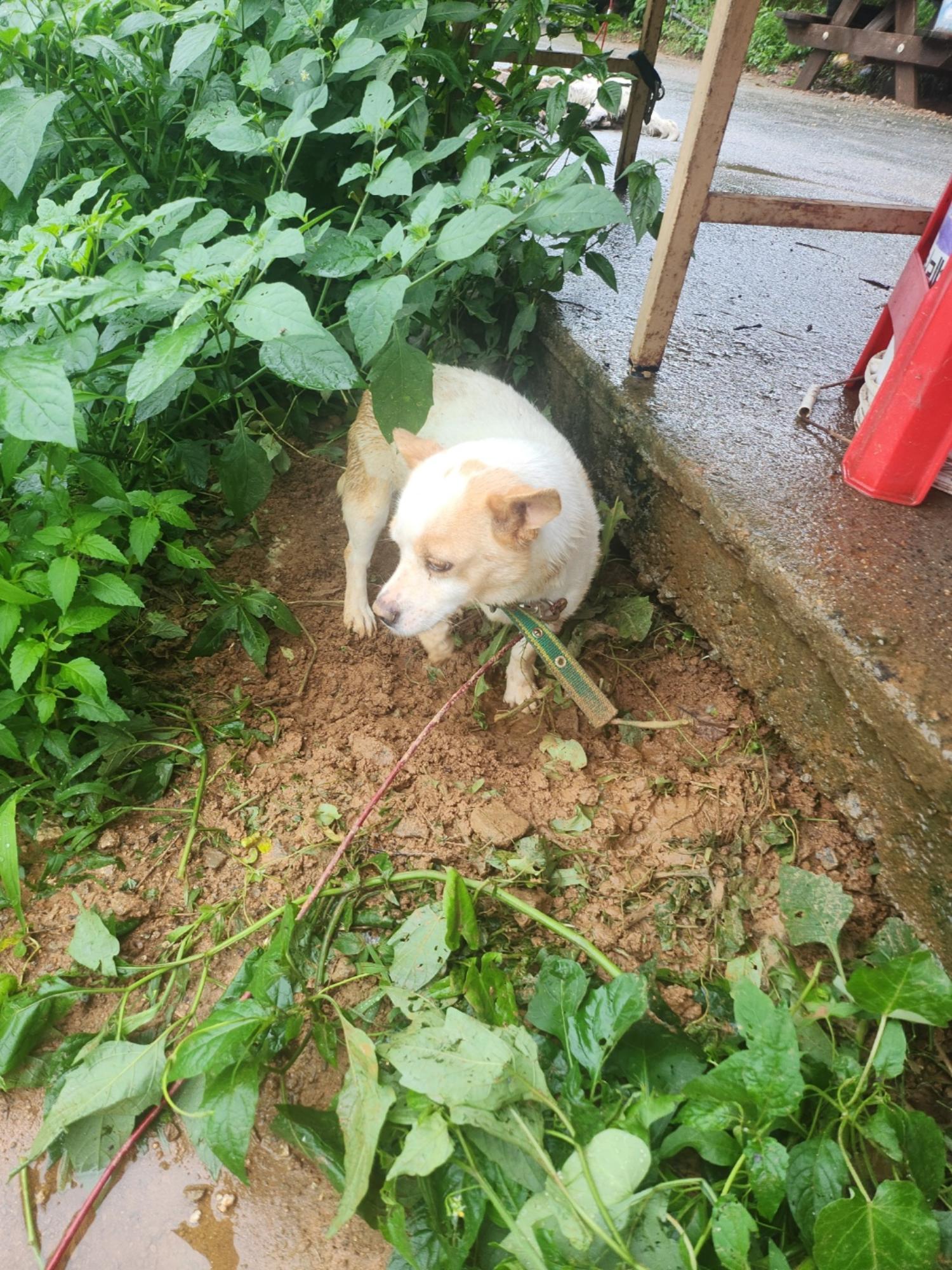 금일동물보호센터_444460202400713