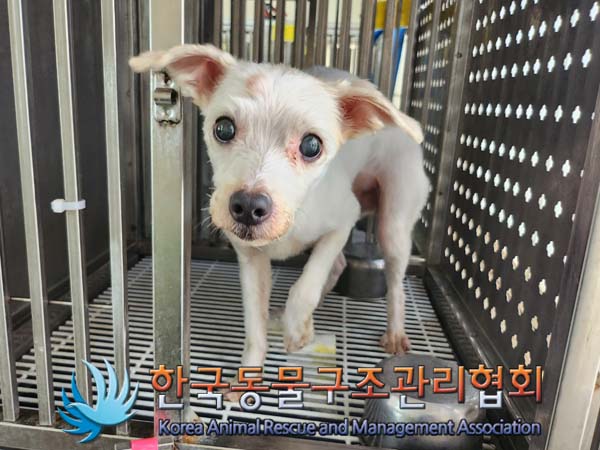 한국동물구조관리협회_441409202401068