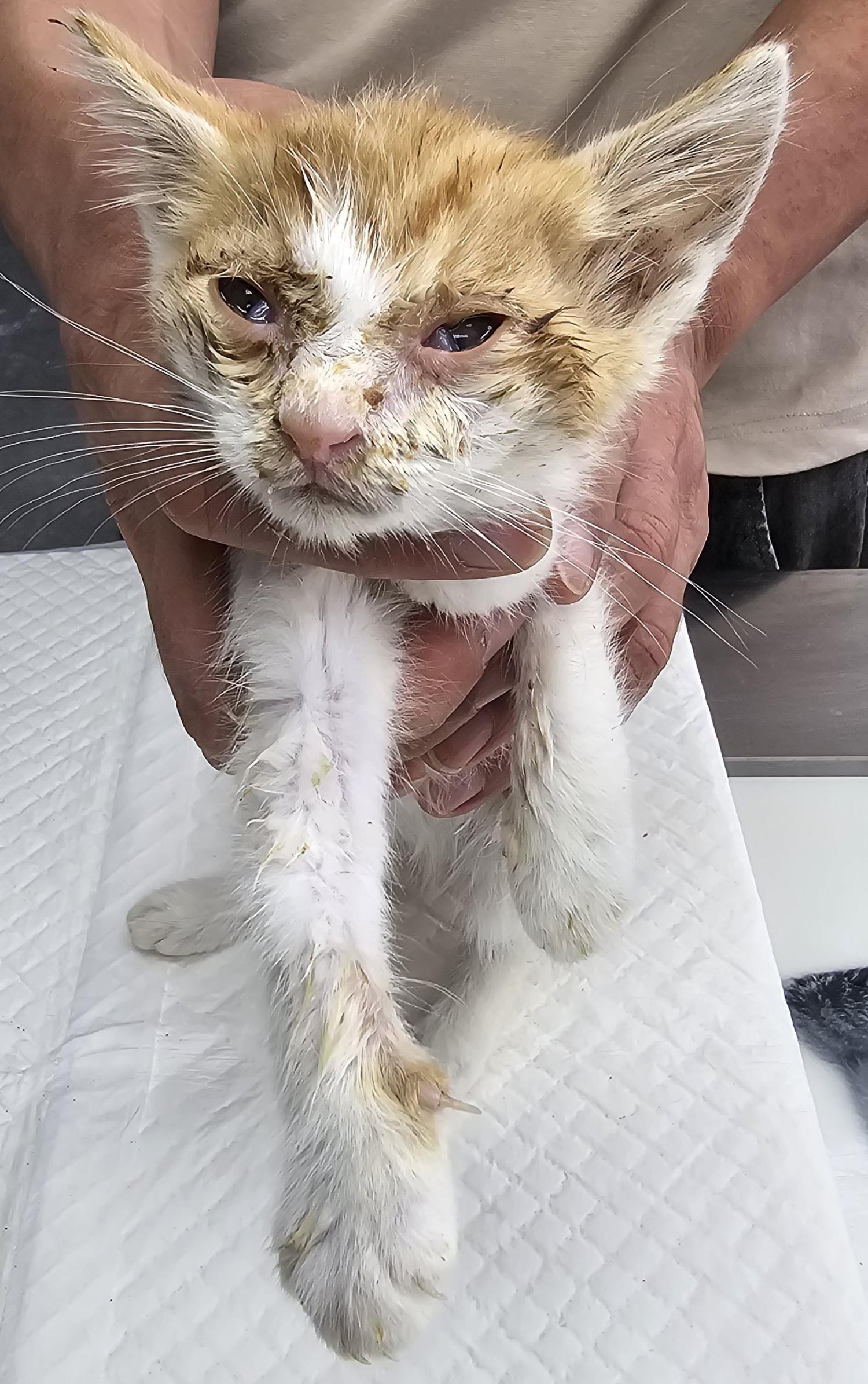 보호중 한국 고양이…