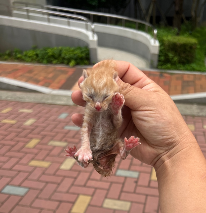 종료(자연사) 한국…