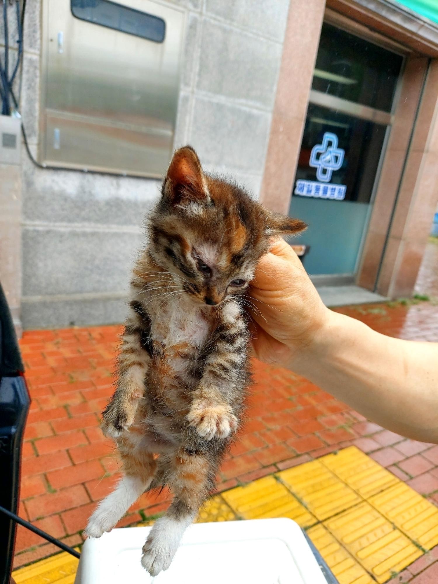 제일동물병원_444455202400423