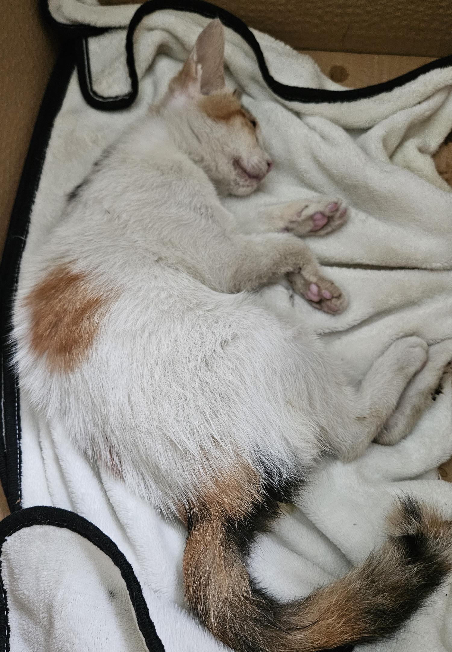 대구유기동물보호센터_427342202400681