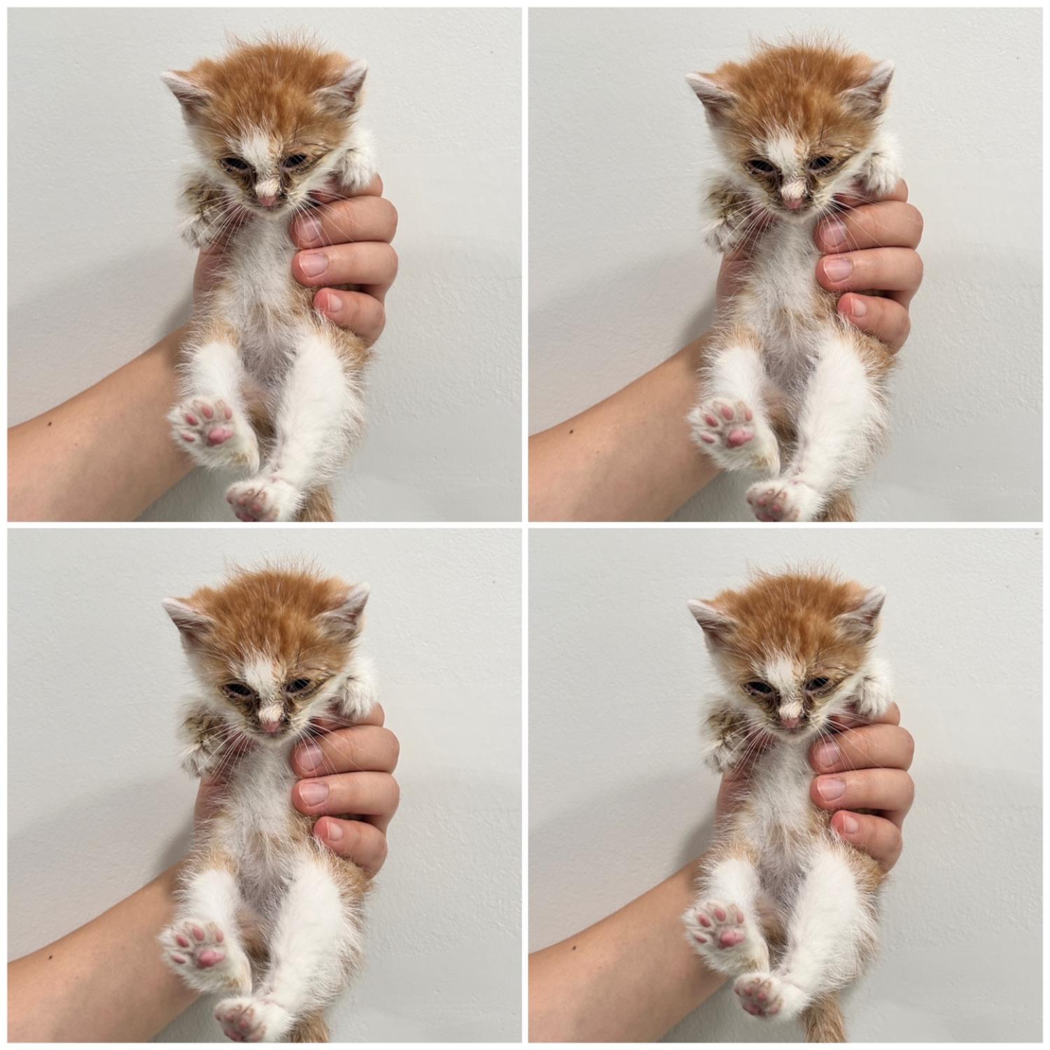 천안시 동물보호센터_444449202401453
