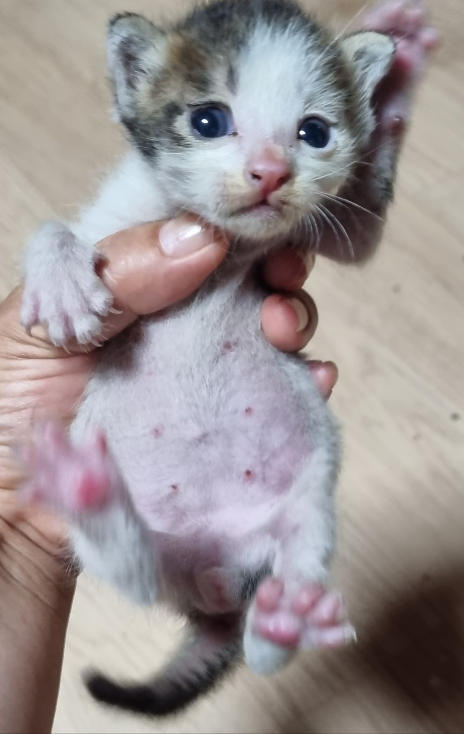 보호중 한국 고양이…