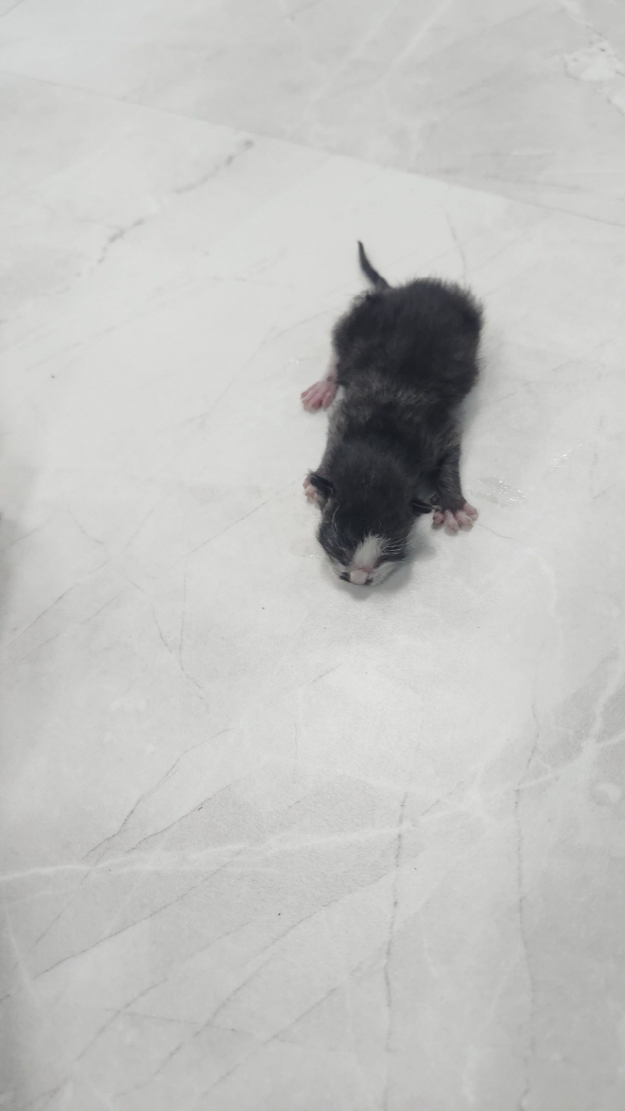 종료(자연사) 한국…